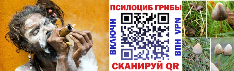 цены Жиздра Галлюциногенные грибы Cubensis